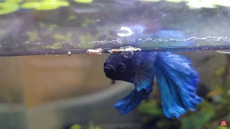 betta fish bowl|Betta Wont Swim Or Eat, Wont Move From Top Of Tank.